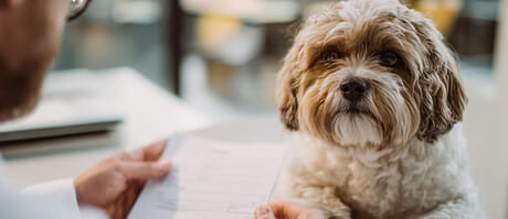 Obtain a Veterinary Certificate in Georgia